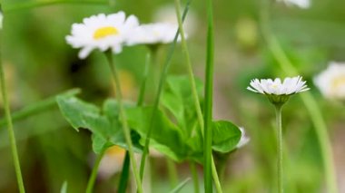 İlkbaharda bir çayırda papatya çiçeklerinin videosu
