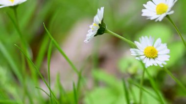 İlkbaharda bir çayırda papatya çiçeklerinin videosu