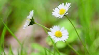 İlkbaharda bir çayırda papatya çiçeklerinin videosu