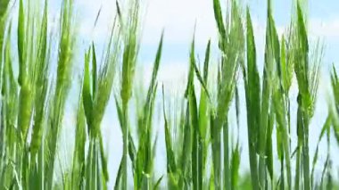 Baharda tarlada yeşil buğday başakları videosu