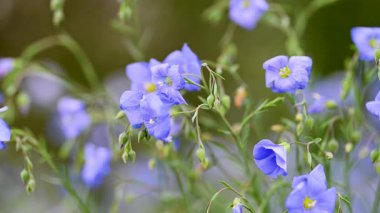 İlkbaharda bir çayırda keten çiçeklerin videosu