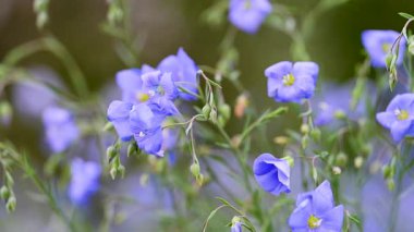 İlkbaharda bir çayırda keten çiçeklerin videosu