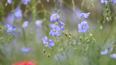 İlkbaharda bir çayırda keten çiçeklerin videosu
