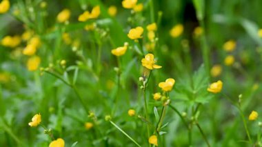 İlkbaharda bir çayırda sarı çiçeklerin videosu