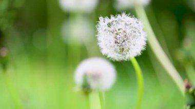 İlkbaharda çayırdaki karahindibanın videosu