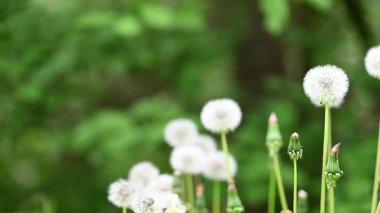 İlkbaharda çayırdaki karahindibanın videosu