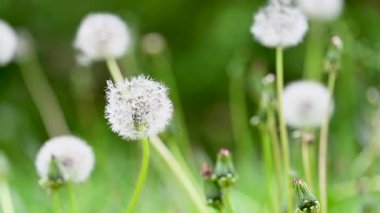 İlkbaharda çayırdaki karahindibanın videosu