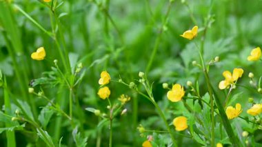 İlkbaharda bir çayırda sarı çiçeklerin videosu