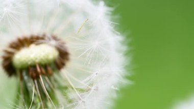 İlkbaharda çayırdaki karahindibanın videosu