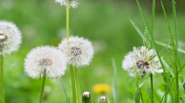 İlkbaharda çayırdaki karahindibanın videosu