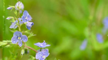 İlkbaharda bir çayırdaki narin mavi çiçeklerin videosu