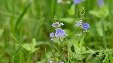 İlkbaharda bir çayırdaki narin mavi çiçeklerin videosu