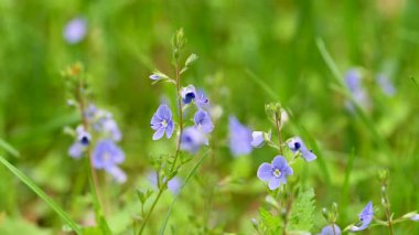 İlkbaharda bir çayırdaki narin mavi çiçeklerin videosu