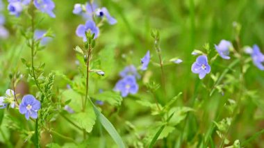 İlkbaharda bir çayırdaki narin mavi çiçeklerin videosu