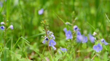 İlkbaharda bir çayırdaki narin mavi çiçeklerin videosu