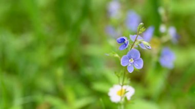 İlkbaharda bir çayırdaki narin mavi çiçeklerin videosu