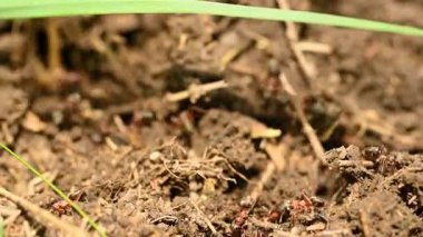 Karıncaların videosunu kapat