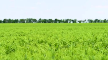 Yeşil bezelye tarlasının videosu