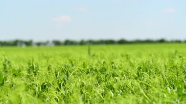 Yeşil bezelye tarlasının videosu