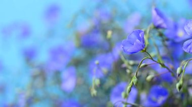 Flax çiçekleri videoyu kapat