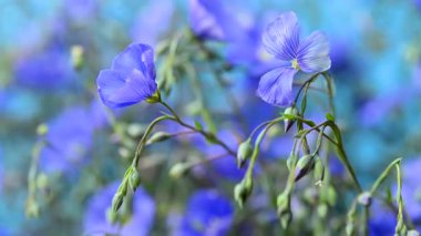 Flax çiçekleri videoyu kapat