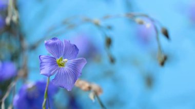 Flax çiçekleri videoyu kapat