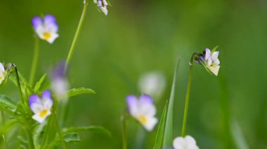 Baharda vahşi menekşe yakın çekim videosu