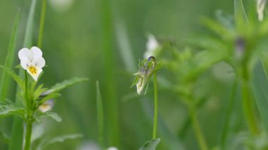 Baharda vahşi menekşe yakın çekim videosu