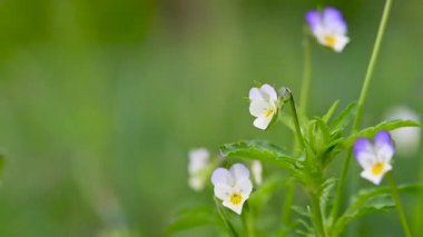 Baharda vahşi menekşe yakın çekim videosu