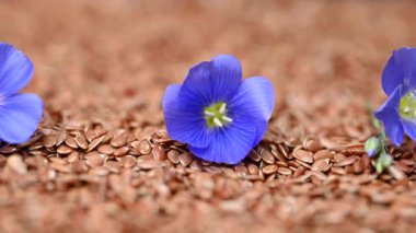 Flax çiçekli video keten tohumları