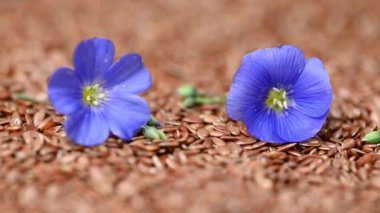Flax çiçekli video keten tohumları