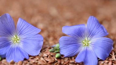 Flax çiçekli video keten tohumları