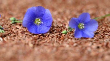 Flax çiçekli video keten tohumları