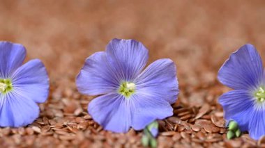 Flax çiçekli video keten tohumları