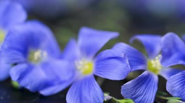 Flax çiçeklerinin videosu