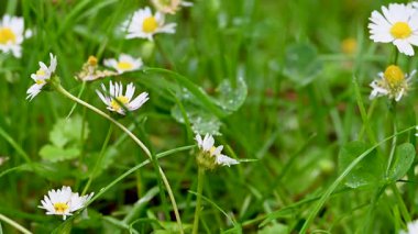 İlkbaharda bir çayırda papatya çiçeklerinin videosu
