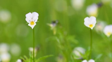 Çayır menekşesi yakın çekim videosu