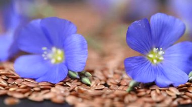 Flax çiçekli video keten tohumları