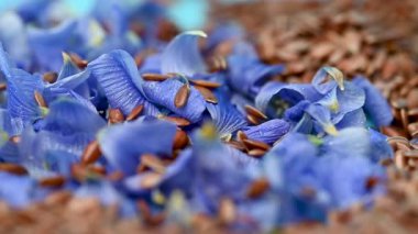 Flax çiçekli video keten tohumları