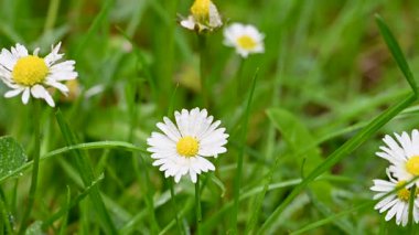 İlkbaharda bir çayırda papatya çiçeklerinin videosu