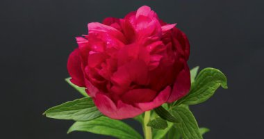 Siyah arkaplanda kırmızı şakayık zamanı