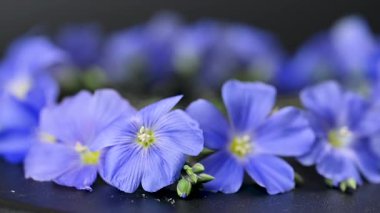 Flax çiçeklerinin videosu