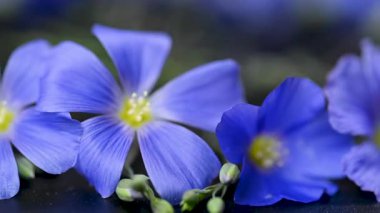 Flax çiçeklerinin videosu