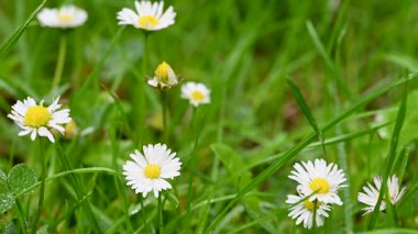 İlkbaharda bir çayırda papatya çiçeklerinin videosu
