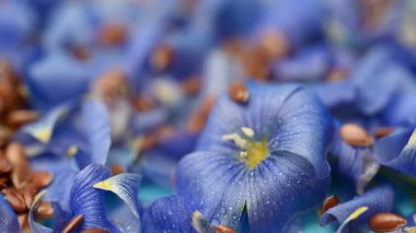 Flax çiçekli video keten tohumları