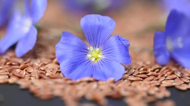 Flax çiçekli video keten tohumları