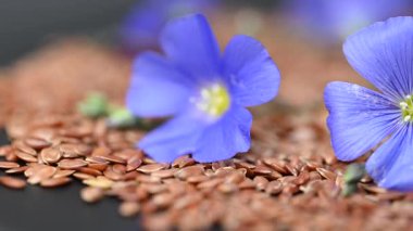Flax çiçekli video keten tohumları