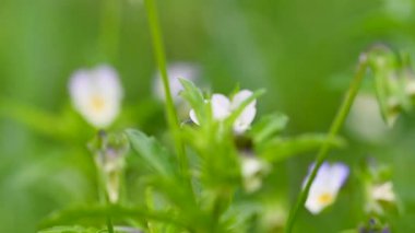 Baharda vahşi menekşe yakın çekim videosu