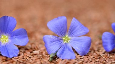 Flax çiçekli video keten tohumları