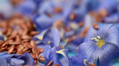 Flax çiçekli video keten tohumları